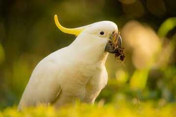 The sulphur-crested cockatoo is a relatively large white cockatoo found in wooded habitats in Australia. © Rob D Wildlife