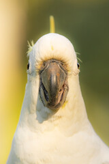 The sulphur-crested cockatoo is a relatively large white cockatoo found in wooded habitats in Australia. © Rob D