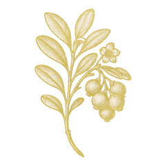 Fototapeta premium PNG Vintage botanical illustration with berries.