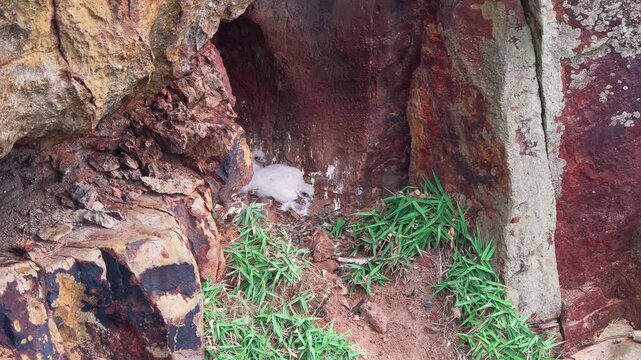 Peregrine falcon baby chicks resting oustide the nest.
