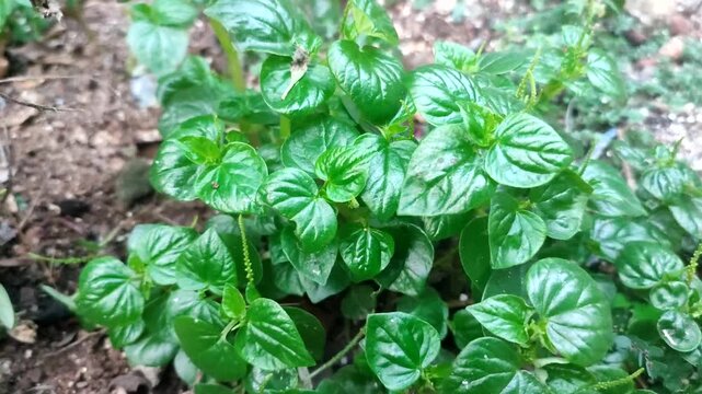 fresh green Peperomia pellucida plant
