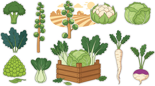 Fresh Green Vegetable Sticker Collection with Broccoli, Cabbage, Cauliflower, Kale, and Radish for Farm and Healthy Food Design