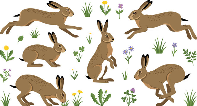 European Hare Vector Illustration Set Featuring Wild Jackrabbits Running Leaping Standing and Foraging on Meadow Grass with Dandelions and Wildflowers