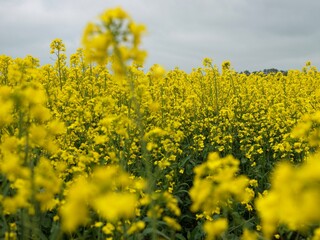Obraz premium Sea of golden Canola Fields in Abira Town