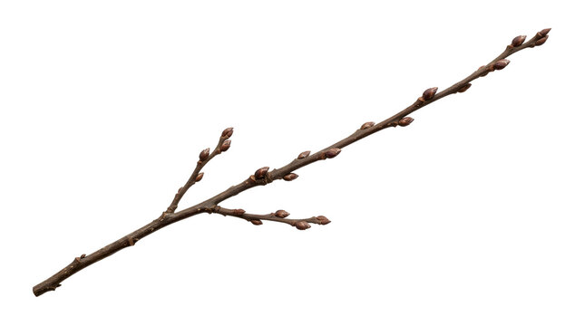Dormant Tree Branch with Buds on Black Background