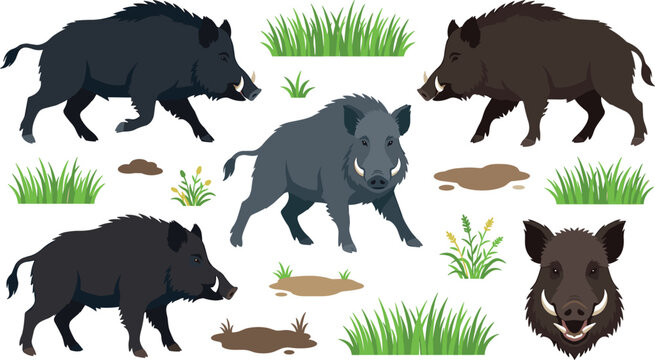 Wild Boar Vector Clipart Set Featuring Aggressive Charging Hogs and Tusked Head Portrait with Mud Puddles and Tall Grass for Wildlife Graphic Designs