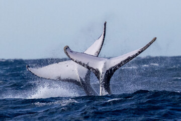 Two Humpback Whales tail slapping © Ken Griffiths