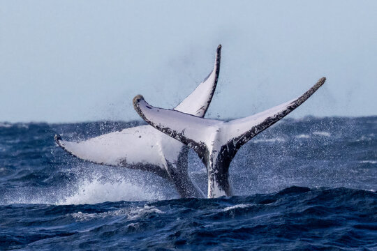 Two Humpback Whales tail slapping