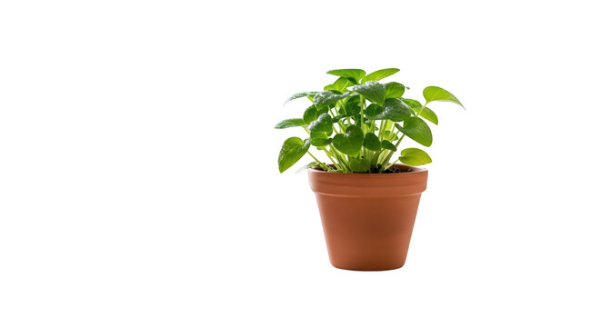 Small green plant in pot.