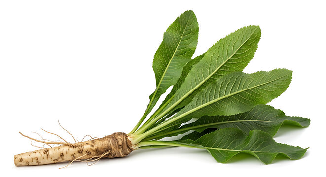 Freshly harvested burdock root with green leaves.