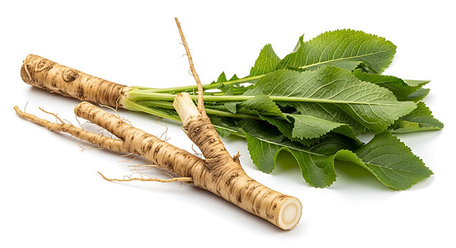 Fresh burdock root with green leaves.