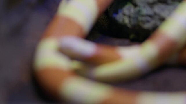 an albino Pueblan milk snake crawls in a terrarium during feeding time