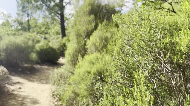 Narrow dirt hiking path winding through green Mediterranean scrub