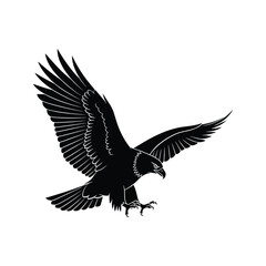 Fototapeta premium Bird of prey soaring downwards on isolated white background featuring sharp monochrome contrast for outdoor adventure