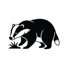 European badger foraging near grass isolated on white background with sharp monochrome focus for natural history © Siti