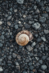 Fototapeta premium snail on the stone