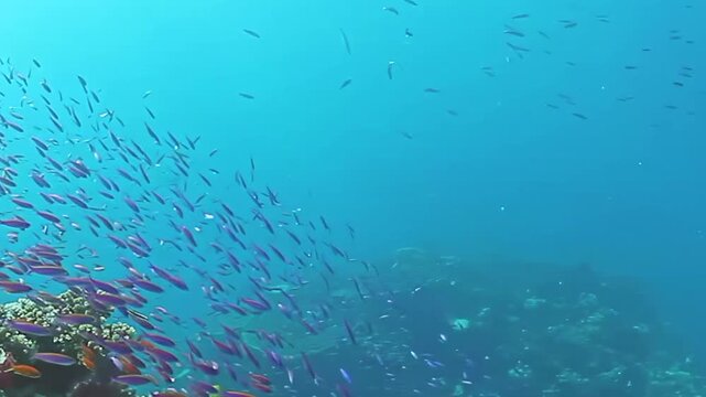Experience the colorful underwater world of Fiji Islands, filled with lively fish swimming gracefully around vibrant coral reefs. Dive into this marine paradise and enjoy the beauty of ocean life.