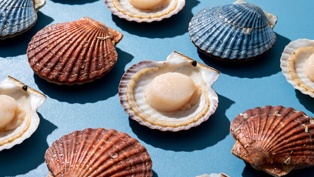 Fresh Raw Scallops in Shells Arranged in a Pattern on a Blue Background