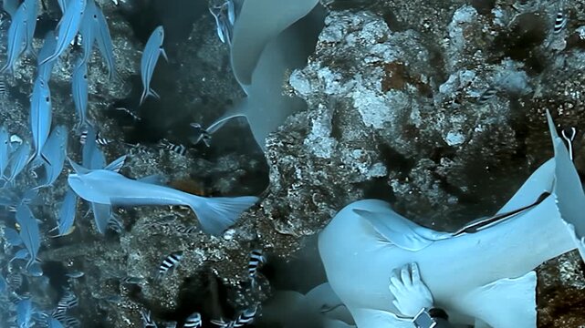 Witness a serene underwater moment in Fiji. A majestic nurse shark glides through a coral reef, accompanied by loyal remora fish and a swirling school of vibrant ocean creatures.