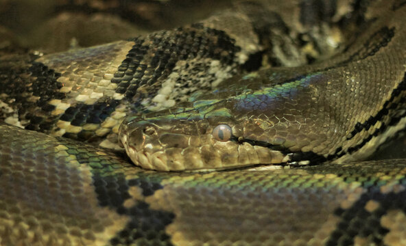 ball python (python regius) crawling on rocks. Ball pythons have brown scales with black patterns
