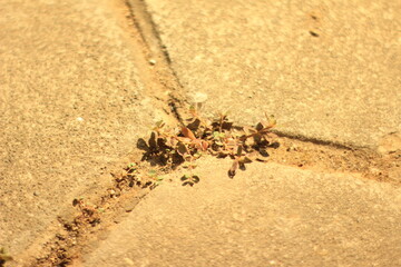 Obraz premium Group of Ants Working in Crack Between Concrete Pavement Stones