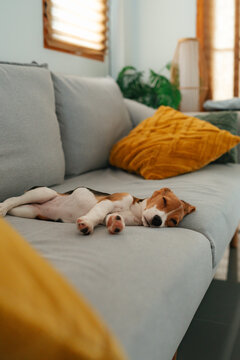 lying on a sofa with a dog
