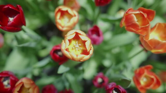 Top-down shot zooming in on vibrant orange and red tulips blooming in the garden.