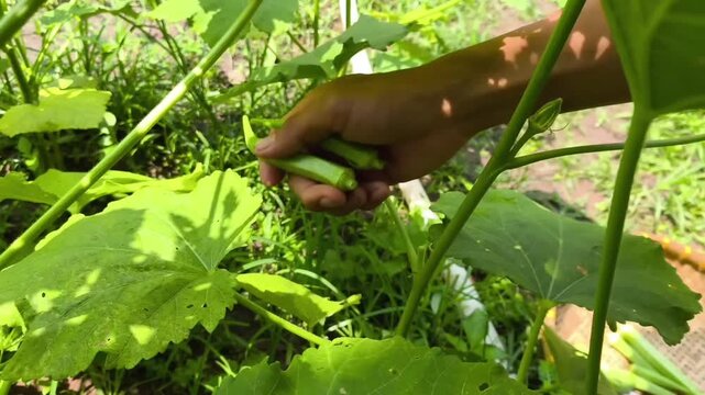 Close-up of farmer hands harvesting fresh green okras ladyfingers from plant in a garden