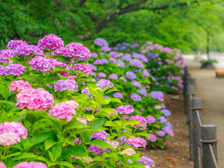 Fototapeta premium 奥行きのある公園の風景。カラフルなお花。木陰。散歩道。梅雨から初夏の公園や花壇を彩るアジサイ。