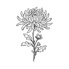 Fototapeta premium PNG Elegant monochrome floral illustration.