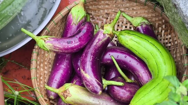 Farmer hands arranging freshly washed purple eggplants okras and sponge gourds in a basket