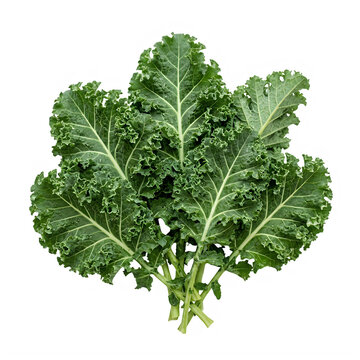 Fresh green curly kale leaves bunch