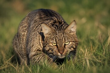 Naklejka premium Wildcat crouched in a grassy field, muscles taut and ready for action.