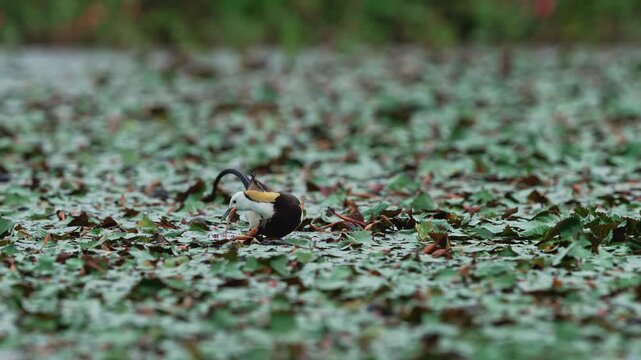 Pheasant tailed jacana eating water chestnut