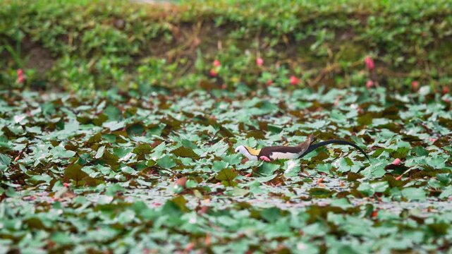 Pheasant tailed jacana moving in water chestnut fields