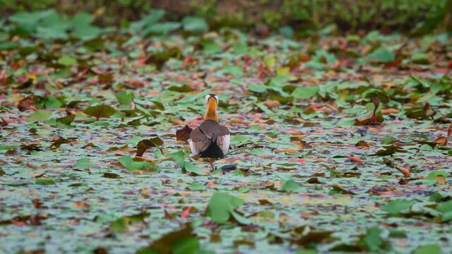 Pheasant tailed jacana looking for food in water chestnut fields