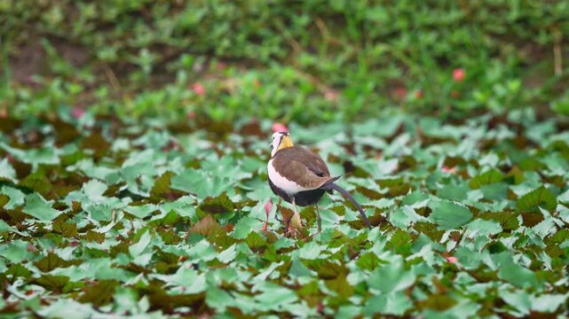  Pheasant tailed jacana preening close up