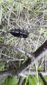 Macro close-up of a large black darkling beetle (Tenebrionidae) clinging to thin twigs among wild grass &mdash; a handheld observation of insect morphology and behavior in nature
