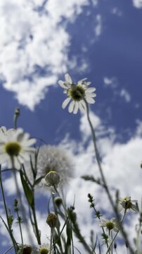Worm's-eye view of wild chamomile daisies swaying in the breeze against a deep blue sky with dramatic clouds &mdash; a poetic summer meadow scene with backlit translucent petals