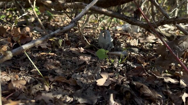 Red-and-white marker stakes and a live unexploded cluster submunition (3B30) in forest leaf litter at a humanitarian demining site &mdash; an editorial visual of postconflict hazards
