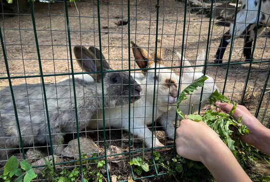 A child feeds pet rabbits with greenery through a metal fence in a petting zoo.