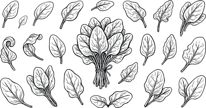 Vintage Hand Drawn Spinach Leaves Vector Set with Fresh Bunch and Scattered Green Salad Sprouts for Organic Agriculture Grocery Branding and Healthy Diet Menu Designs