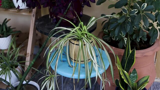 High Angle View of a Spider Plant on a Stool