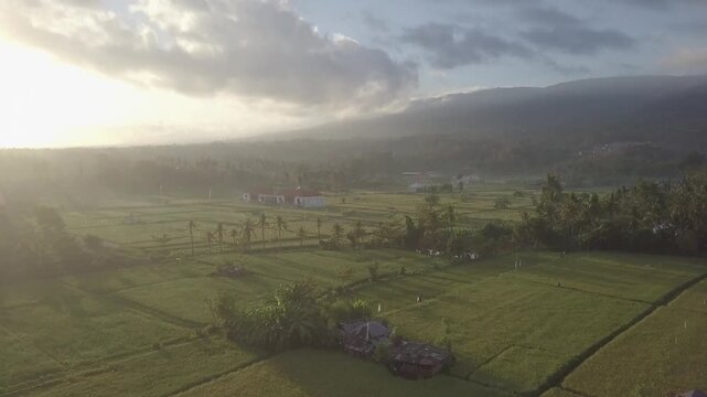 Stunning landscape of traditional Balinese rice fields from above