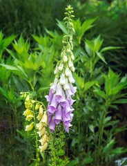  Photograph of a blooming foxglove © Rolf