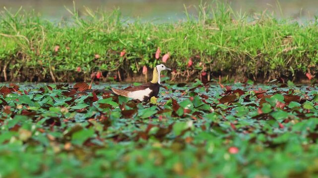 Pheasant tailed jacana taking flight in slow motion