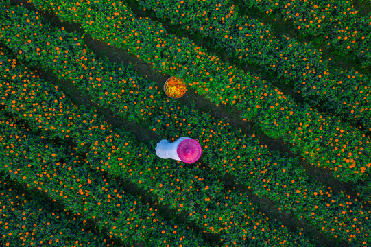 Bogura, Bangladesh - 28 December 2021: Aerial view of a farmer wearing a traditional hat harvesting marigold flowers in a vibrant field in Sherpur.