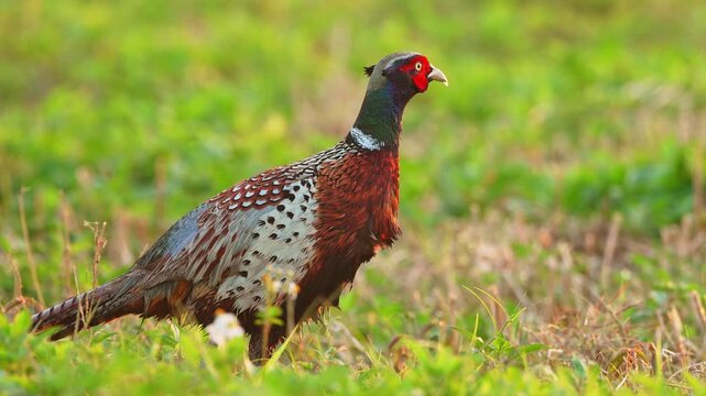 Ring-necked Pheasant male close up with ambient sound of birds and pheasant call.
