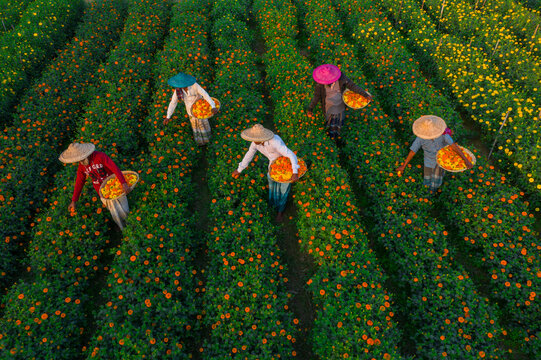 Bogura, Rajshahi, Bangladesh - 28 December 2021: Aerial view of farmers harvesting marigold flowers in Sherpur, with rows of orange blossoms and workers in traditional hats.