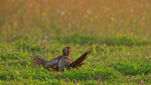 Ring-necked Pheasant male fight 